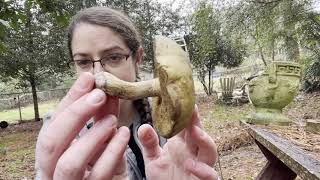 How to ID Suillus mushrooms [upl. by Natka446]