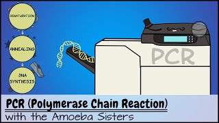 PCR Polymerase Chain Reaction [upl. by Iahk384]