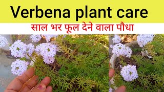 perennial verbena plant care amp propagation tips।। बरबीना की ऐसे करेंगे देखभाल तो पाएंगे साल भर फूल [upl. by Chenee]