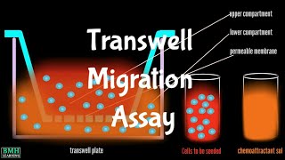 Transwell Migration Assay  Invasion Assay  Boyden Chamber Assay  Cell Migration Assay [upl. by Kcirb176]