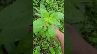 Tulsi or Tulasi plant  holy basil  Ocimum tenuiflorum [upl. by Eical392]