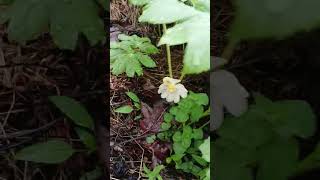 Mayapples in April Theyre NOT Around LongBut VERY Cool for a BIT natureshorts [upl. by Ilario188]