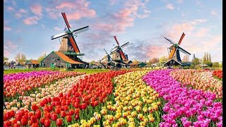 The Worlds Biggest Flower Garden in Amsterdam  Keukenhof Gardens [upl. by Fauch]