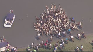 Annual Chincoteague Pony Swim [upl. by Shirk]