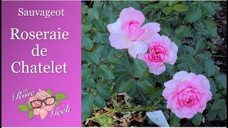 🌹 Roseraie de Chatelet rose  NIRP  Zone 7b Black Spot resistant [upl. by Nalliuq]