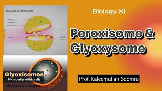 Peroxisome amp Glyoxysome  XI Biology [upl. by Honig]