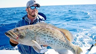 Gag Groupers Red Snappers and Triggers in the Gulf [upl. by Yahsel232]