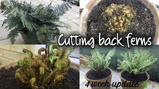 CUTTING BACK FERNS  FERNS PRUNING DRYOPTERIS AFFINIS How to prune ferns [upl. by Nnoved]