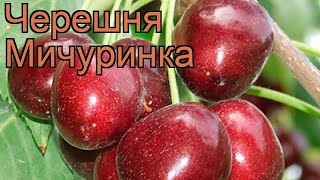 Черешня средний Мичуринка cerasus avium michurinka 🌿 обзор как сажать саженцы черешни Мичуринка [upl. by Illak]