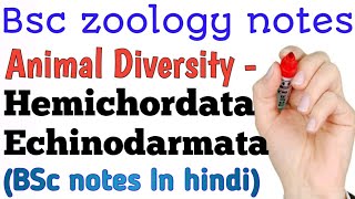 Animal Diversity Echinodermata and hemichordata Bsc zoology notes in hindi [upl. by Irami]