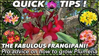 PLUMERIA PARADISE How to Grow and Care For the Stunning Frangipani [upl. by Sly598]