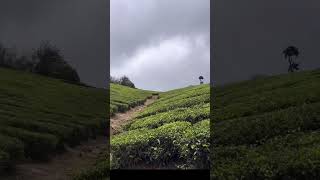 Munnar Tea Plantations  Beautiful Munnar Hills munnar teaplantation tea shorts [upl. by Eradis575]