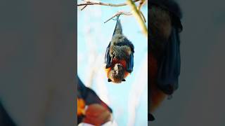 Grey Headed Flying Foxes birds animals birdslover fox amazing nature shorts [upl. by Annel453]