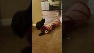 Cute Kitties Playing 😍catshorts cat youtubecats [upl. by Skier]