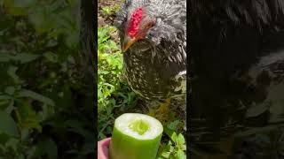 cutenessoverload rooster chicken backyardchickens myflock cucumber animals beautiful pets [upl. by Ainessey979]