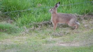 Jumping hare [upl. by Tanberg]