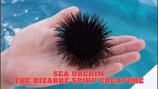 Sea Urchin  The Bizarre Spiky Creature [upl. by Odinevneib]