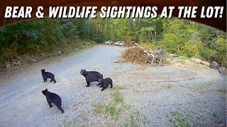 Bear And Wildlife Sightings At The Lot Compilation [upl. by Silsby653]