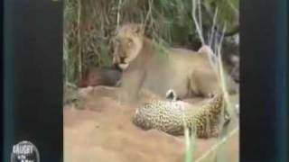 Leopard vs Lion Pride Fight Leopard takes on Entire pride and wins [upl. by Anelahs]