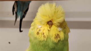 birds budgiegar budgerigars parrot budgies birdslover asmr shorts muhabbetkuşu showjumbo [upl. by Yrahcaz]