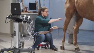 Equine Ultrasound of the Hind Suspensory [upl. by Herra513]