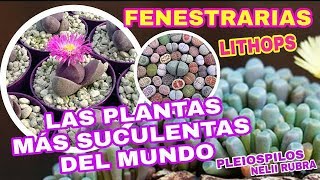 LAS PLANTAS MÁS SUCULENTAS DEL MUNDO PLEIOSPILOS NELII RUBRA  FENESTRARIA  LITHOPS [upl. by Clemen577]