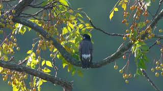 White cheeked Starling 灰椋鳥 [upl. by Dorran326]