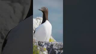 Head Banging Murre  Guillemot in Breeding Plumage shorts [upl. by Ennovoj]