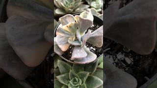 shorts  Echeveria Cubic Frost Variegata [upl. by Shae]