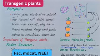 Transgenic plants  production of transgenic plants  class 12 [upl. by Acinoda818]