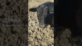 Footless Chicken midwestbestbeef cow farmlifebestlife chicken funny viral farm kingjulian [upl. by Euqinmod368]