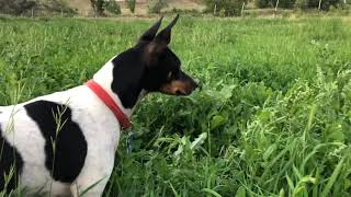 Rat Terriers on the Hunt [upl. by Valle]