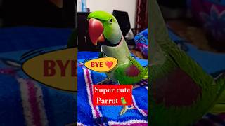 Parrot Pablo  प्यारी Bye 😍🥰shorts parrot funny cute [upl. by Maud132]