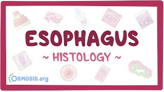 Esophagus Histology [upl. by Belcher]