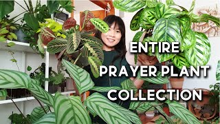 Prayer Plant Collection  16 Prayer Plants  Stromanthe Maranta Calathea Ctenanthe [upl. by Rez]