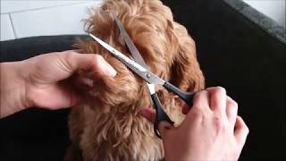 australian labradoodle puppy grooming [upl. by Tews]