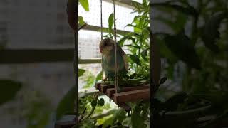 Baby parakeet relaxing 😎 parakeets budgies birds birdslover budgiesparakeet babybirds parrot [upl. by Ahsenra]