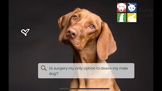 Is surgery the only way to desex my male dog Vets of Geelong [upl. by Elatan]