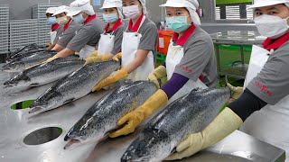 Salmon fish cutting amp salmon donburi making  鮭魚加工 鮭魚丼飯  Taiwanese food factory [upl. by Yennej214]