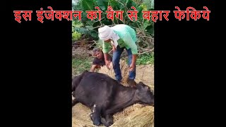 Mastitis के इलाज में कौन इंजेक्शन Cow के लिए जानलेवा हैं  ये गाय बची कैसे [upl. by Brod]