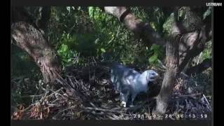 WhiteBellied Sea Eagles  Working on the nest  052617 [upl. by Auhs]