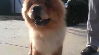 Chow chow dog grooming [upl. by Akihsan452]