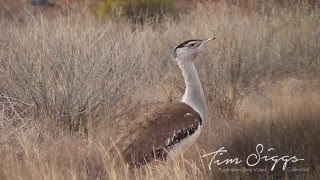 Australian bustard Ardeotis australis [upl. by Samantha498]