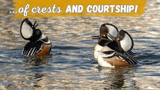 Hooded Merganser  Fantastic Crest and Humorous Courtship Display [upl. by Carlton]