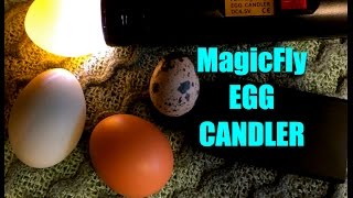 MagicFly EGG CANDLER [upl. by Zinnes152]