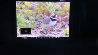 Sieweczka obrożna  Common ringed plover  Charadrius hiaticula [upl. by Yednarb]