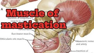 Gross anatomy of muscles of masticationmbbsanatomy viral medicalhacks Nepali head [upl. by Atalaya135]