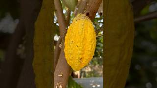 Another cocoa fruit 🥰 fruit harvest mygarden gardening shorts ytshorts beautifulnature 🤩 [upl. by Marguerite157]