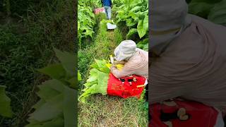 Harvesting tobacco plants agriculture [upl. by Gweneth]