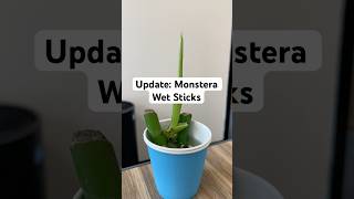 monstera monsteraplant propagation hydroponics houseplants plants wetstick indoorplants [upl. by Oiligriv]